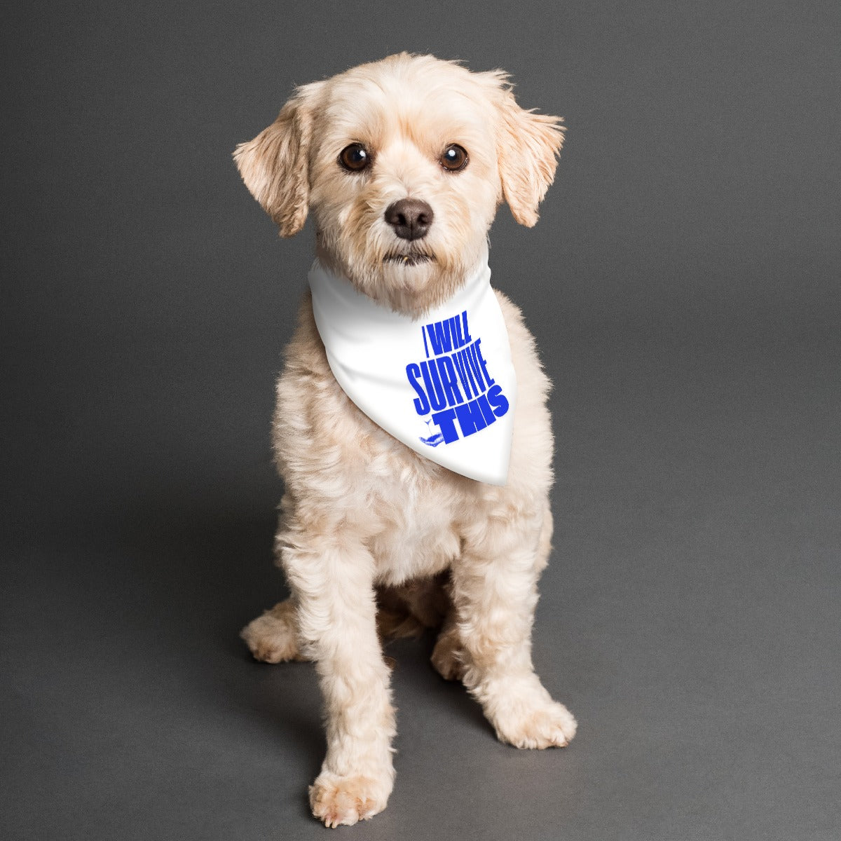 PGP Holiday Resilience Pet's Scarf | Fashionable & Comfortable Accessory